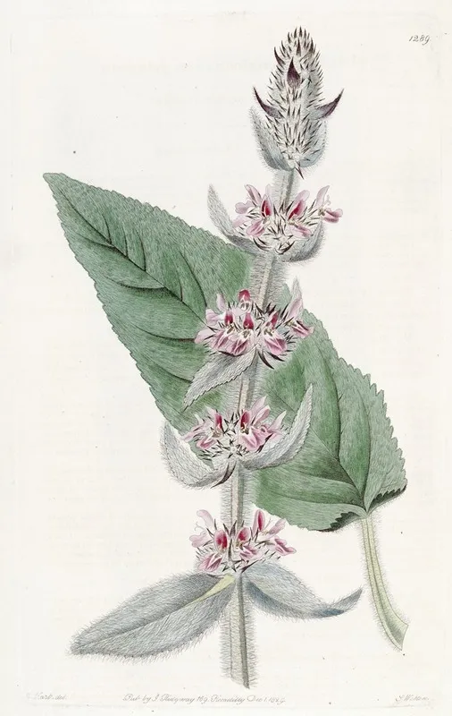 Pubescent German Stachys Wall Art by Sydenham Edwards - High-Resolution Digital Print