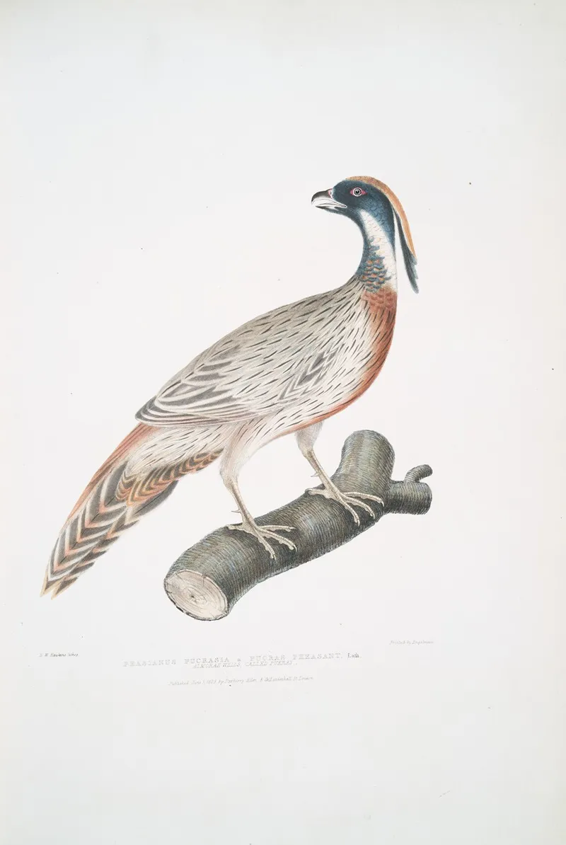 Pucras Pheasant Phasianus Pucrasia