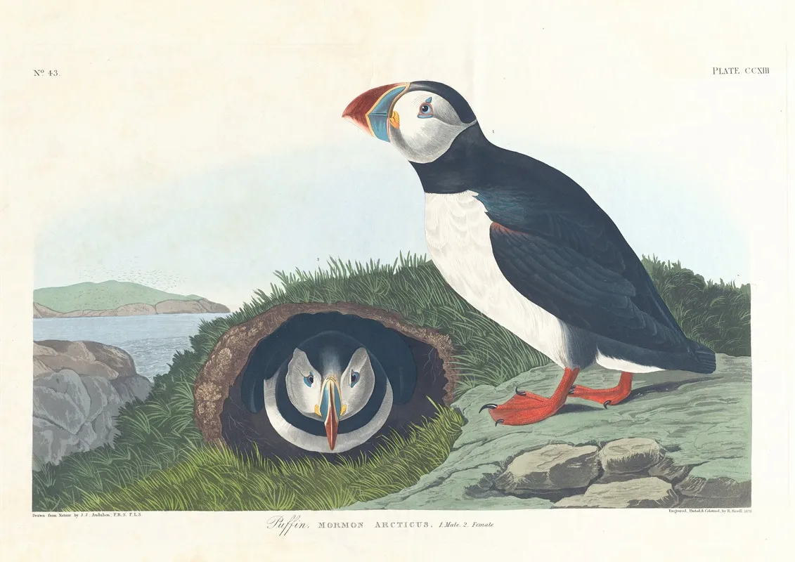 Puffin Wall Art by John James Audubon - High-Resolution Digital Print