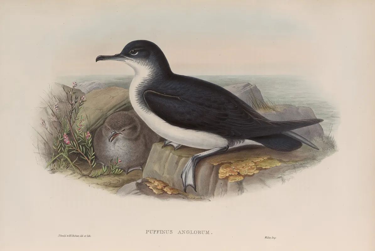 Puffinus Anglorum Manx Shearwater Wall Art by John Gould - High-Resolution Digital Print
