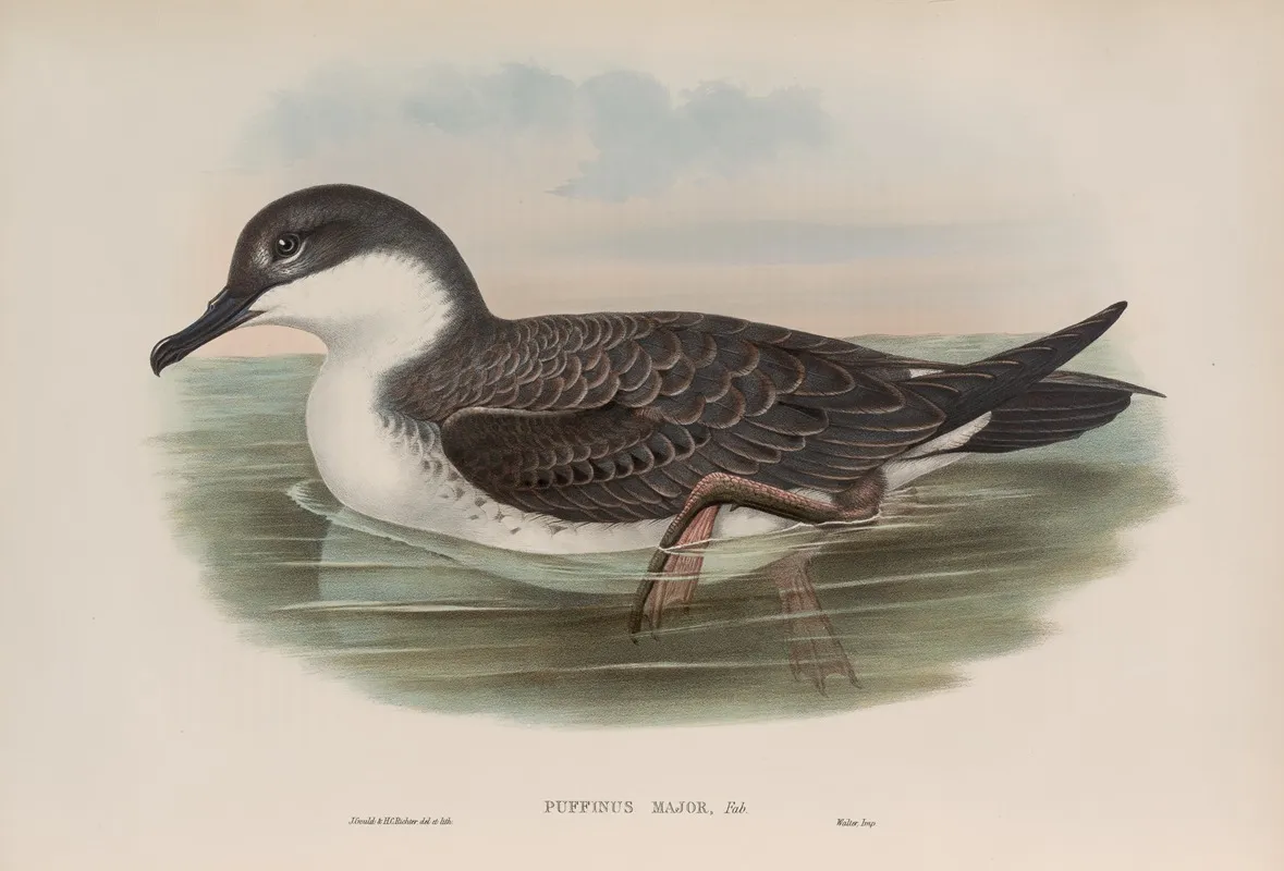 Puffinus Major Great Shearwater Wall Art by John Gould - High-Resolution Digital Print