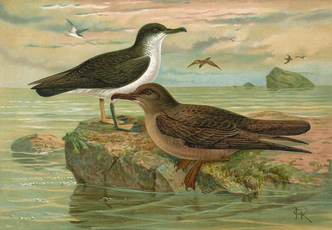 Puffinus Puffinus Brunn Puffinus Griseus Gm Wall Art by Johann Friedrich Naumann - High-Resolution Digital Print
