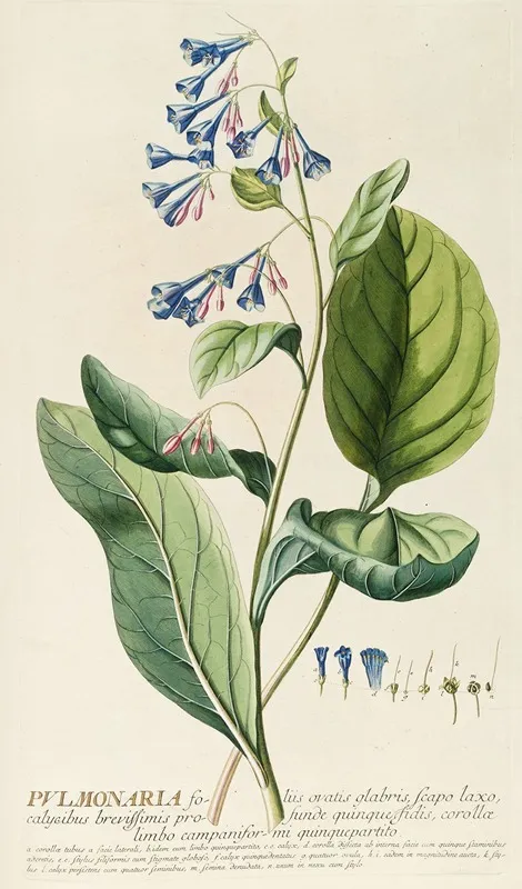 Pulmonaria Wall Art by Georg Dionysius Ehret - High-Resolution Digital Print