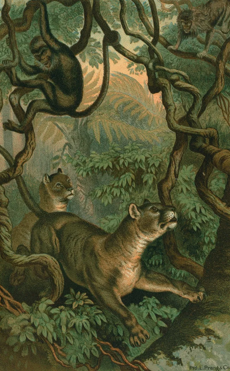 Puma 2 Wall Art by John George Wood - High-Resolution Digital Print