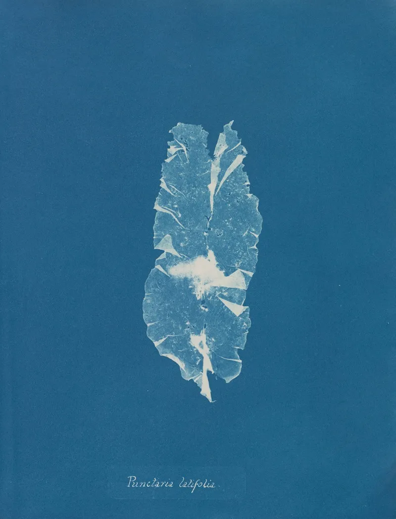 Punctaria Latifolia Wall Art by Anna Atkins - High-Resolution Digital Print