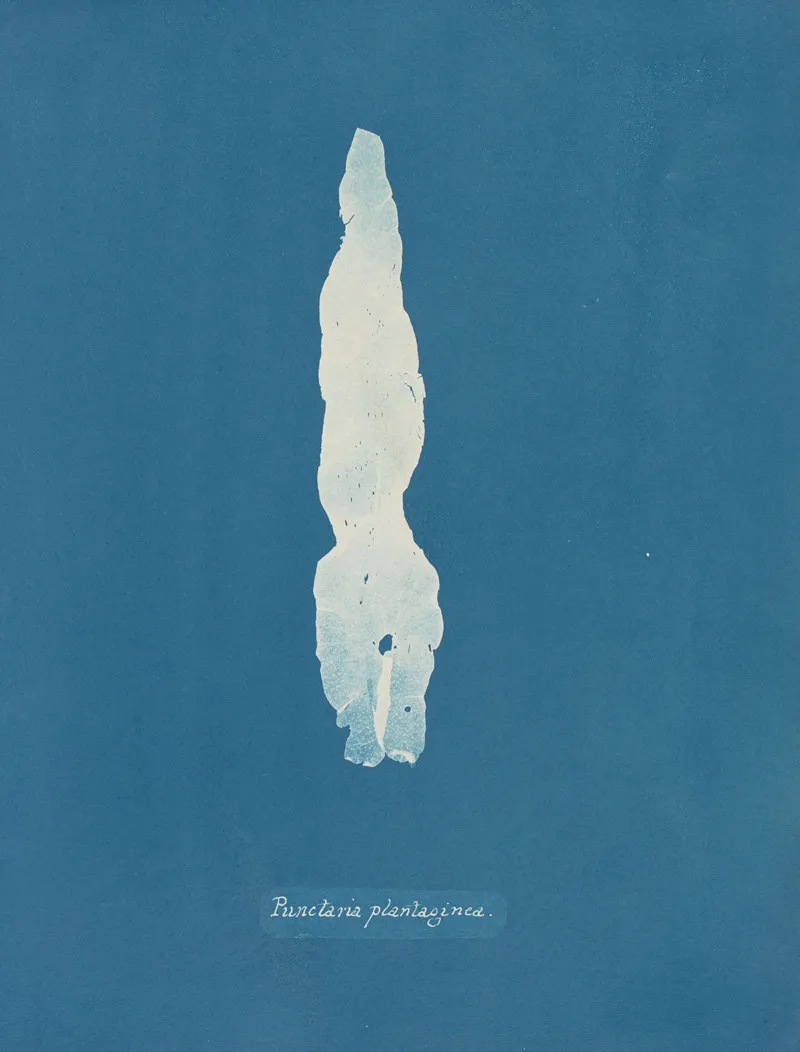Punctaria Plantaginea Wall Art by Anna Atkins - High-Resolution Digital Print