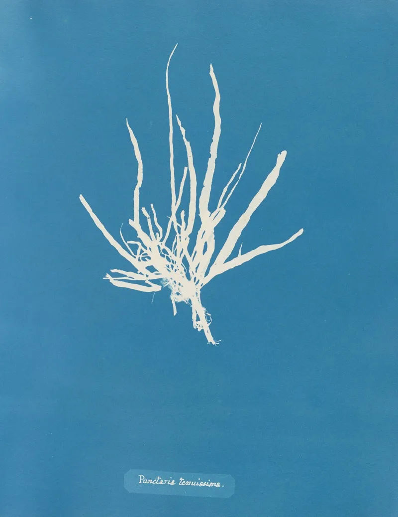 Punctaria Tenuissima Wall Art by Anna Atkins - High-Resolution Digital Print