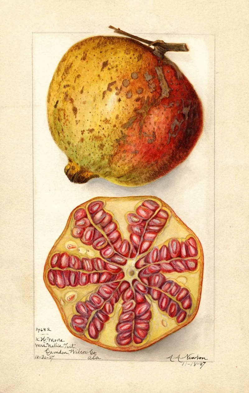 Punica Granatum 3 Wall Art by Amanda Almira Newton - High-Resolution Digital Print