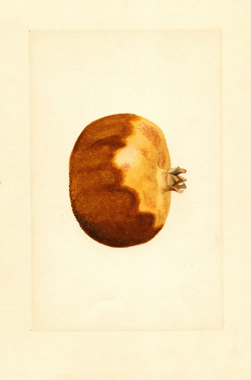 Punica Granatum 5 Wall Art by James Marion Shull - High-Resolution Digital Print