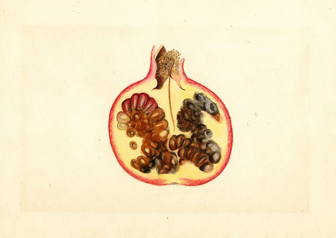 Punica Granatum Alternaria Wall Art by James Marion Shull - High-Resolution Digital Print