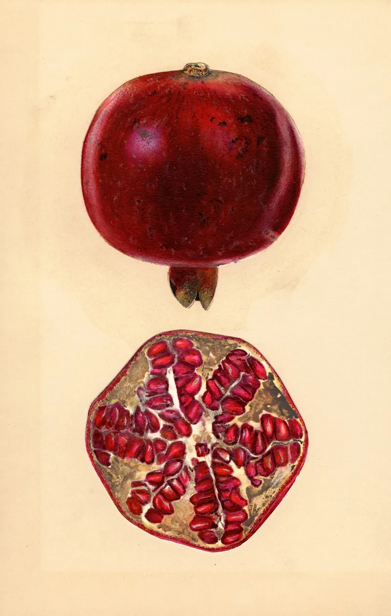 Punica Granatum Pomegranate Wall Art by Mary Daisy Arnold - High-Resolution Digital Print