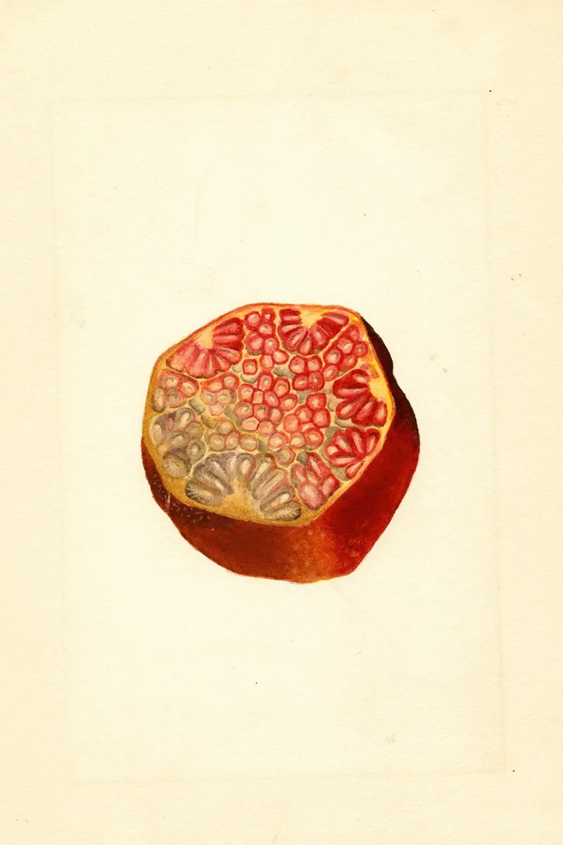 Punica Granatum Wonderful 2 Wall Art by James Marion Shull - High-Resolution Digital Print