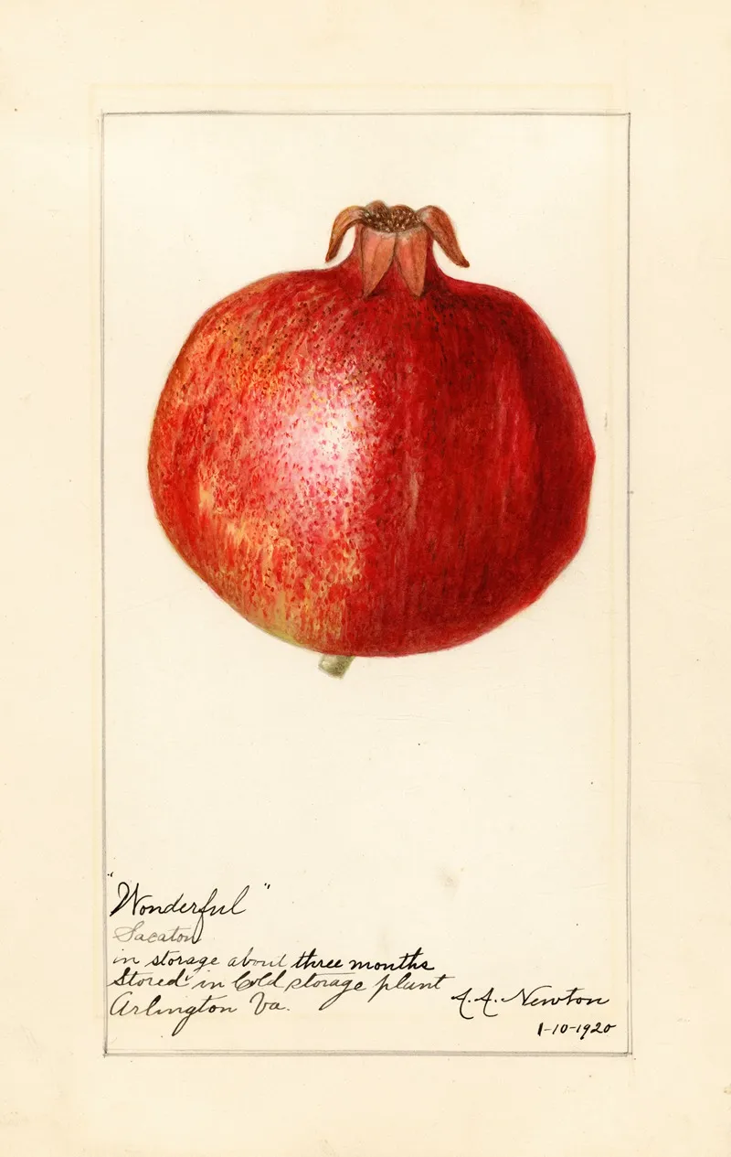Punica Granatum Wonderful Wall Art by Amanda Almira Newton - High-Resolution Digital Print