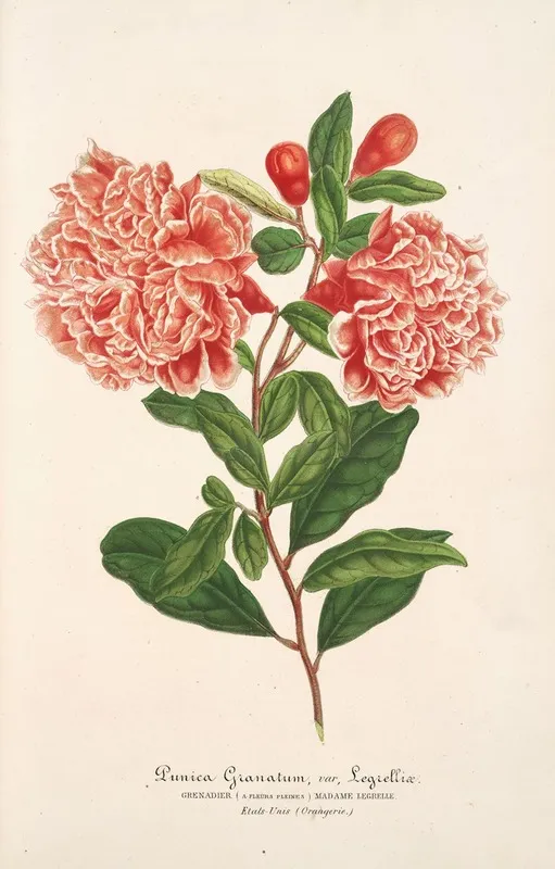 Punica Granatum Wall Art by Charles Antoine Lemaire - High-Resolution Digital Print