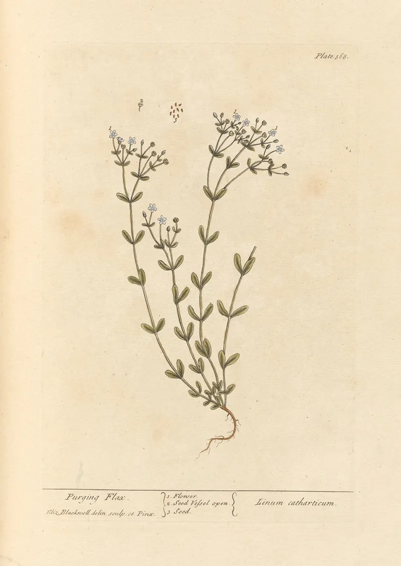 Purging Flax Wall Art by Elizabeth Blackwell - High-Resolution Digital Print