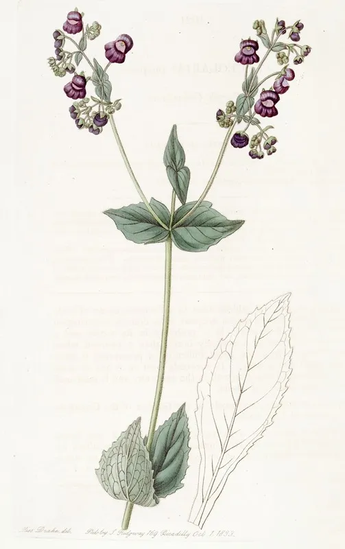 Purple Calceolaria Wall Art by Sydenham Edwards - High-Resolution Digital Print
