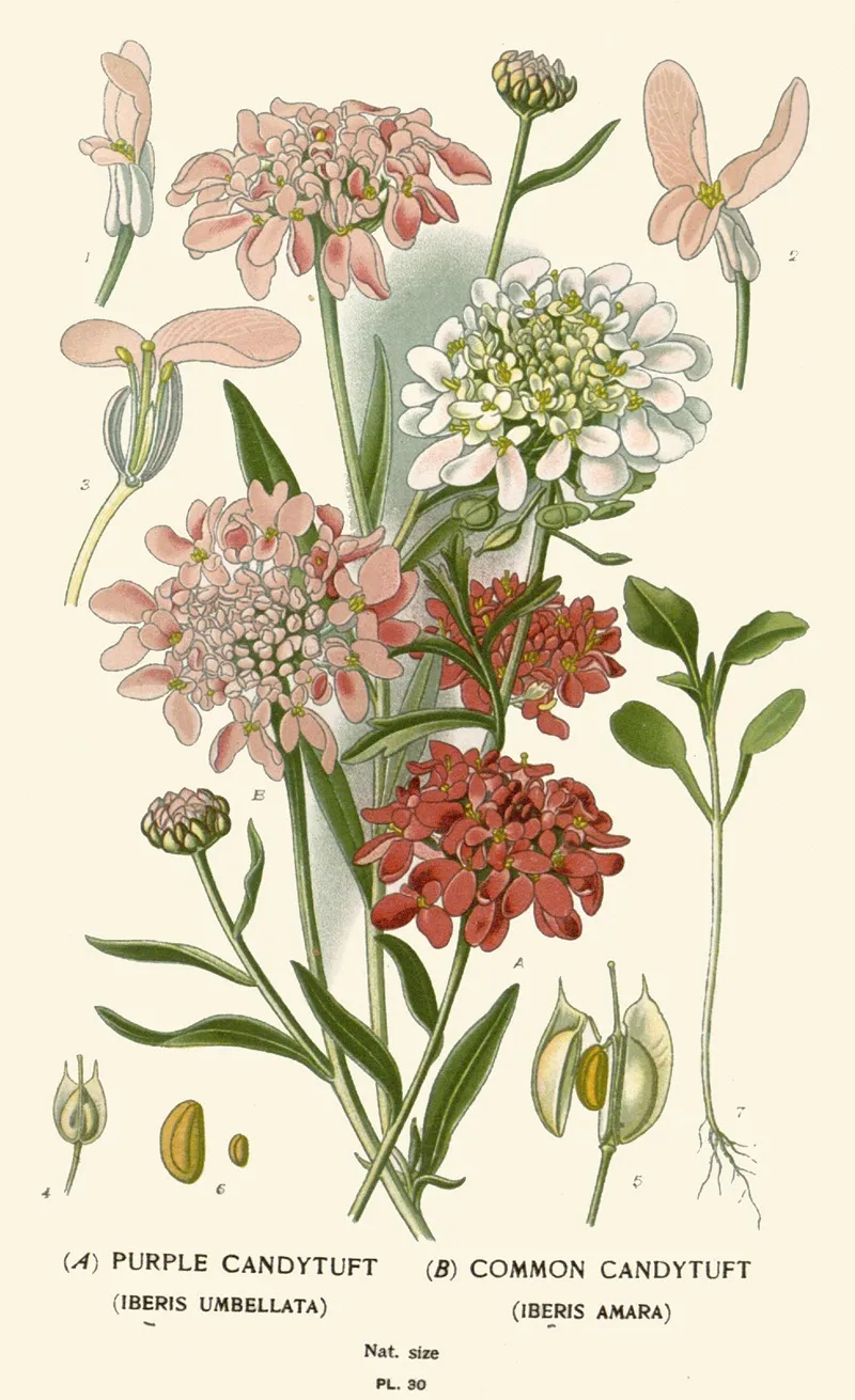 Purple Candytuft Common Candytuft Wall Art by Edward Step - High-Resolution Digital Print