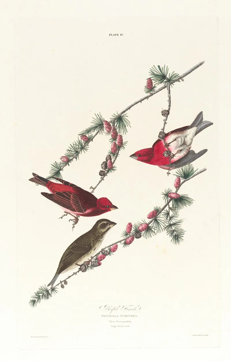 Purple Finch Wall Art by John James Audubon - High-Resolution Digital Print