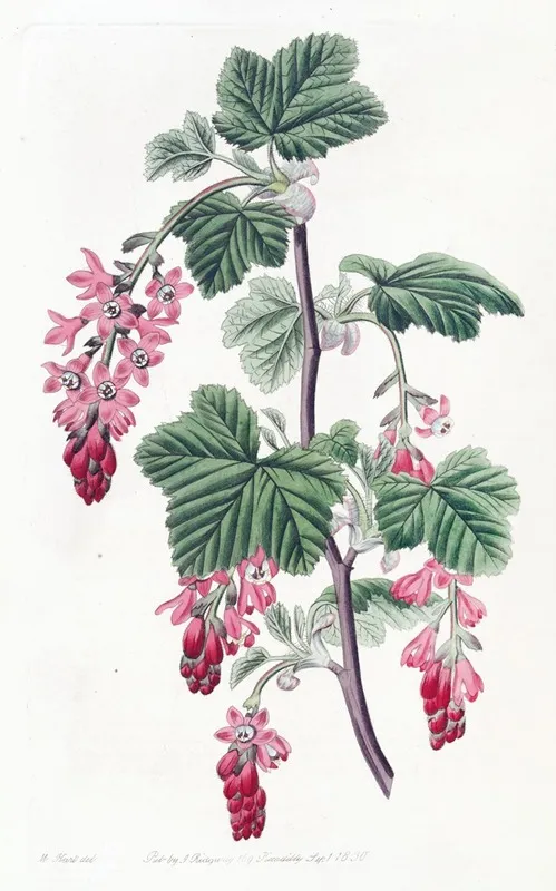 Purple Flowered Currant Wall Art by Sydenham Edwards - High-Resolution Digital Print