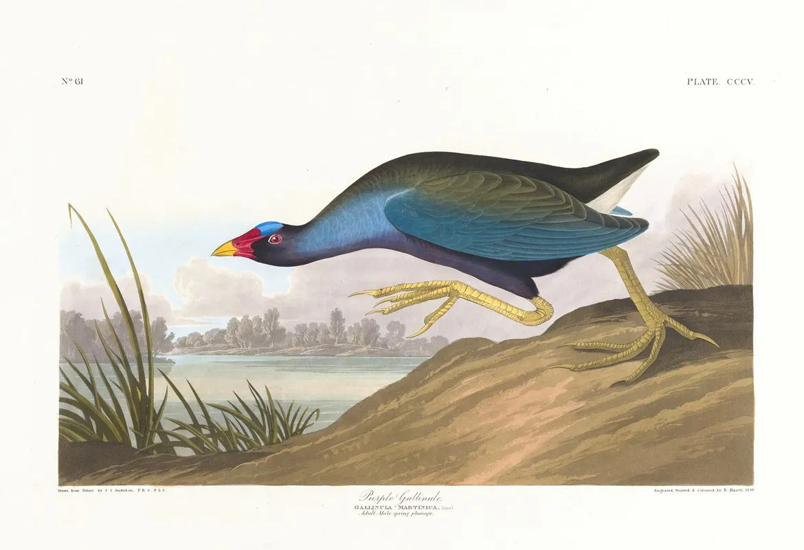 Purple Gallinule Wall Art by John James Audubon - High-Resolution Digital Print