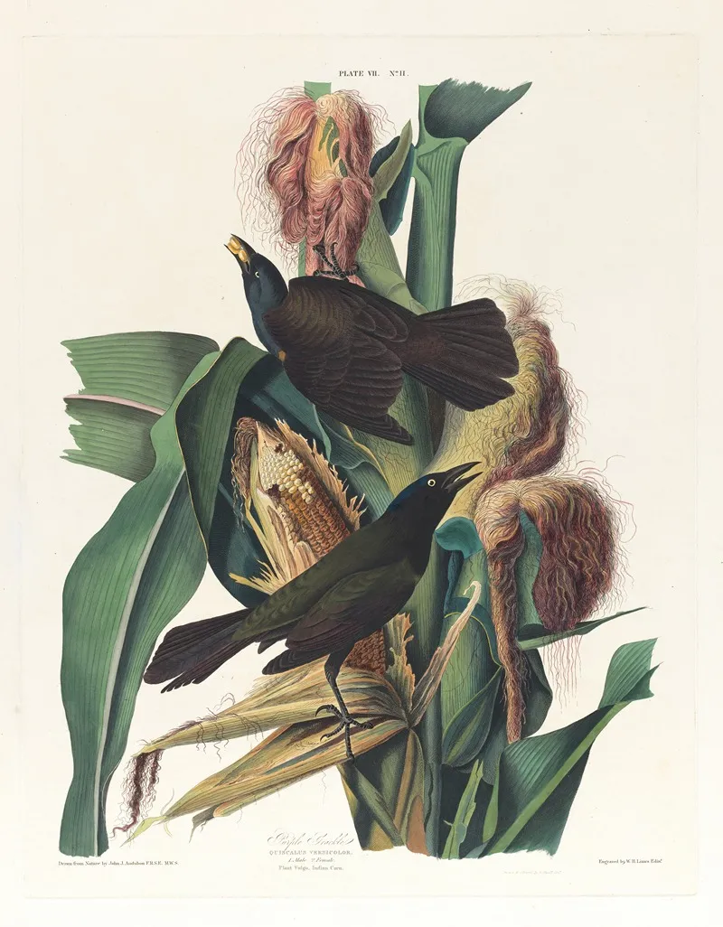 Purple Grackle 2 Wall Art by John James Audubon - High-Resolution Digital Print