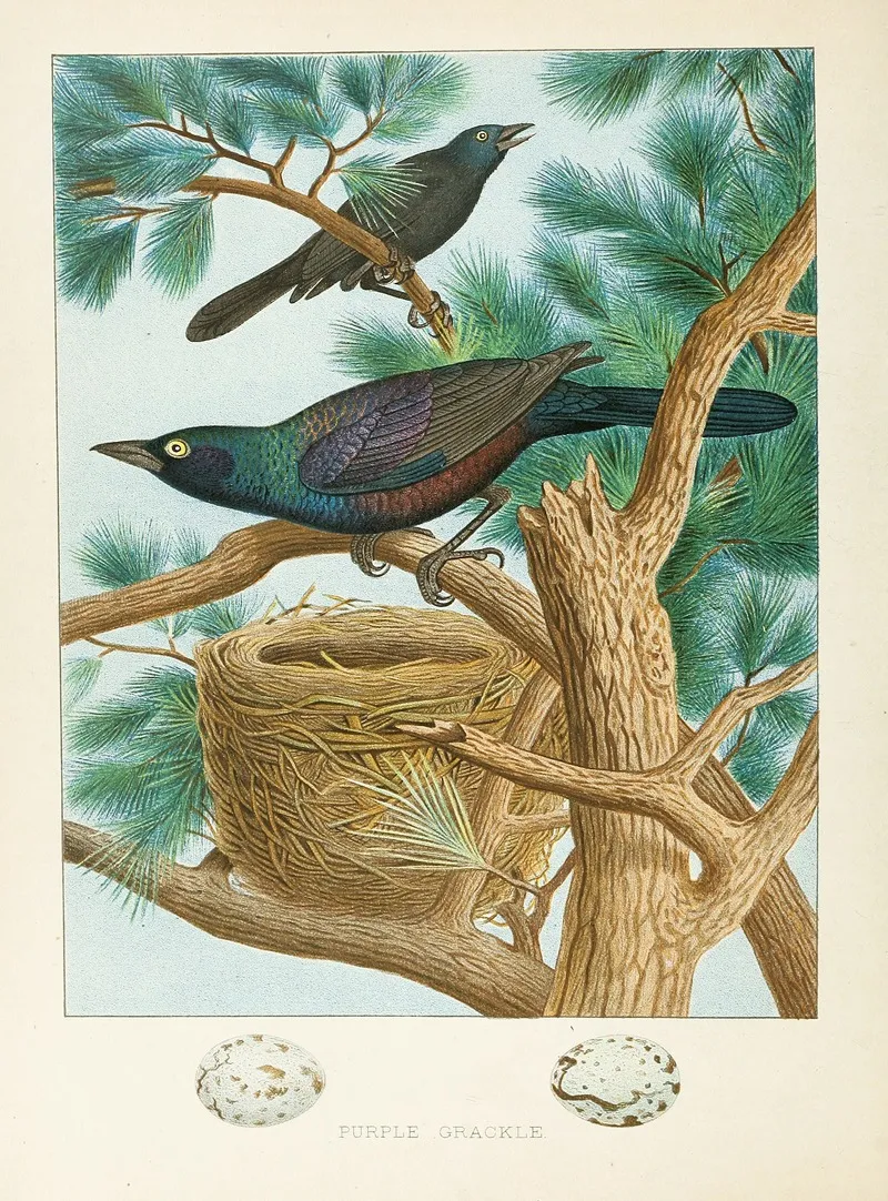 Purple Grackle Wall Art by Edwin L. Sheppard - High-Resolution Digital Print