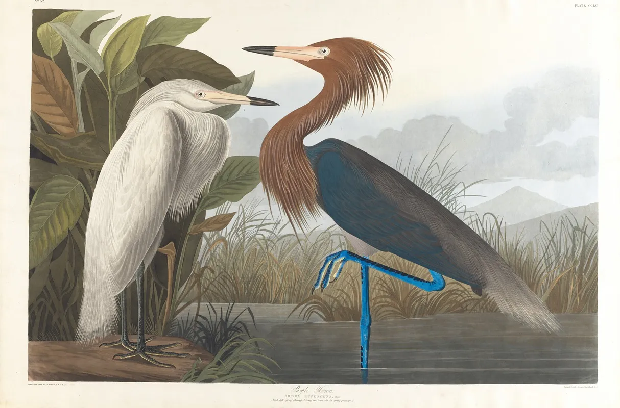 Purple Heron Wall Art by John James Audubon - High-Resolution Digital Print
