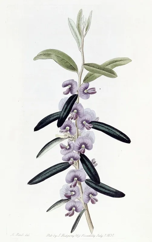Purple Hovea Wall Art by Sydenham Edwards - High-Resolution Digital Print