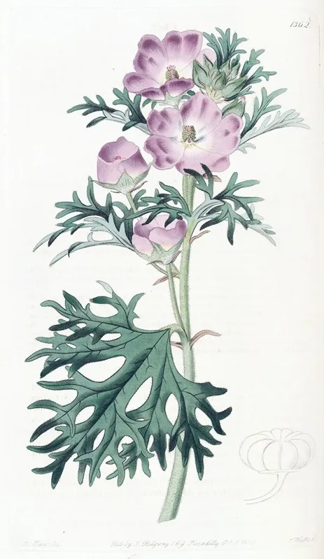 Purple Mallow Wall Art by Sydenham Edwards - High-Resolution Digital Print