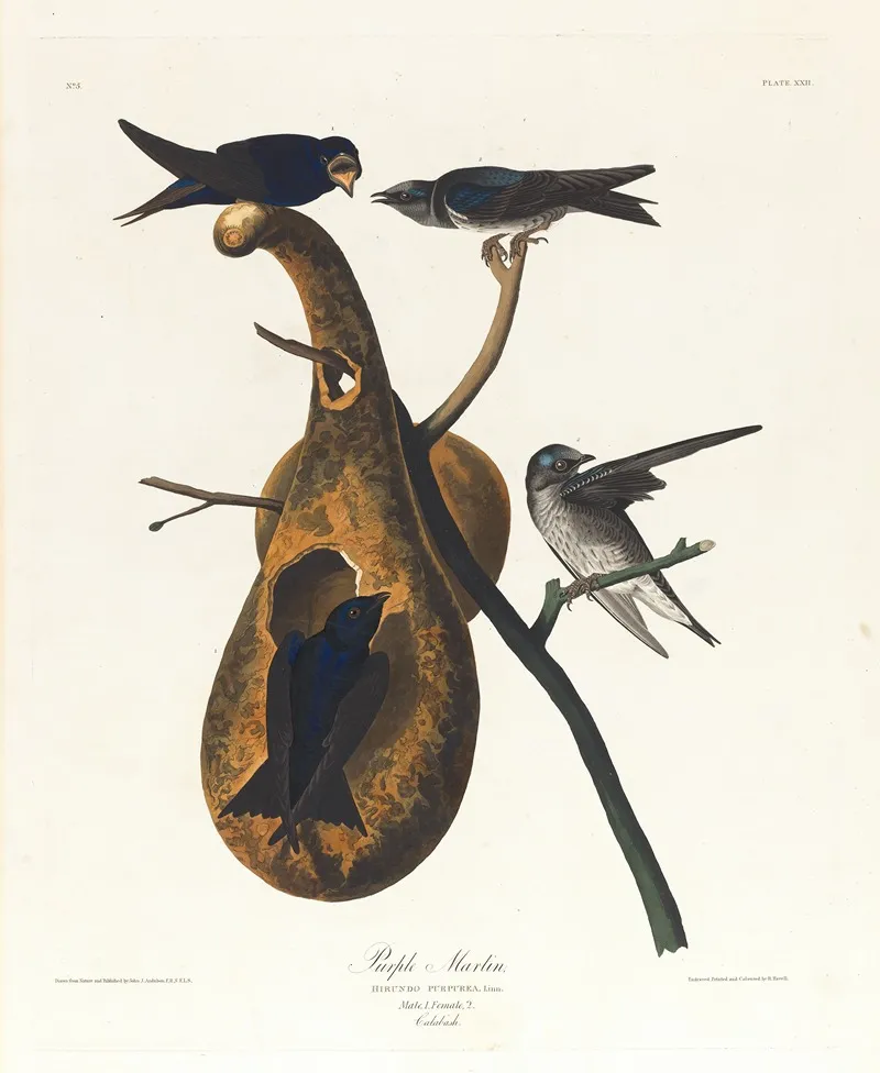 Purple Martin Wall Art by John James Audubon - High-Resolution Digital Print