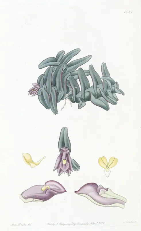 Purple Nanodes Wall Art by Sydenham Edwards - High-Resolution Digital Print