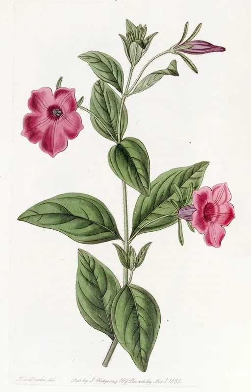 Purple Petunia 2 Wall Art by Sydenham Edwards - High-Resolution Digital Print