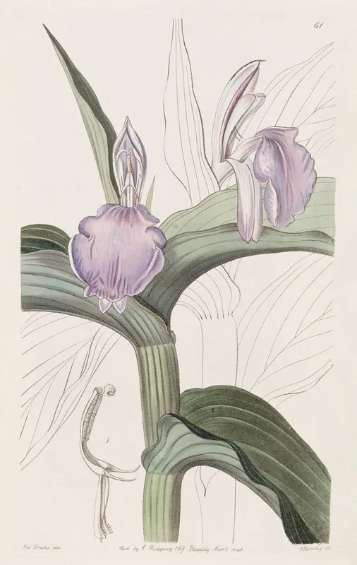 Purple Roscoea Wall Art by Sydenham Edwards - High-Resolution Digital Print