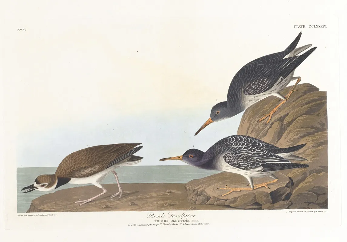 Purple Sandpiper Wall Art by John James Audubon - High-Resolution Digital Print