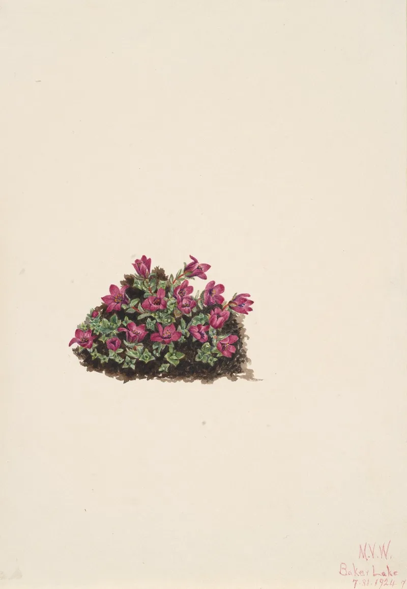 Purple Saxifrage Saxifraga Oppositifolia 2