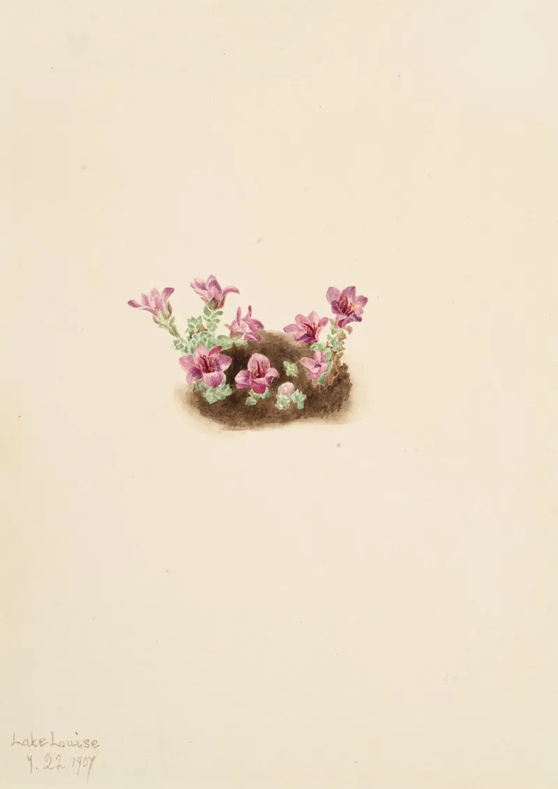 Purple Saxifrage Saxifrage Oppositifolia