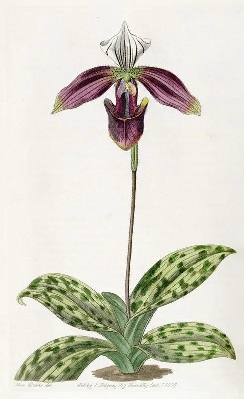 Purple Stained Ladys Slipper Wall Art by Sydenham Edwards - High-Resolution Digital Print