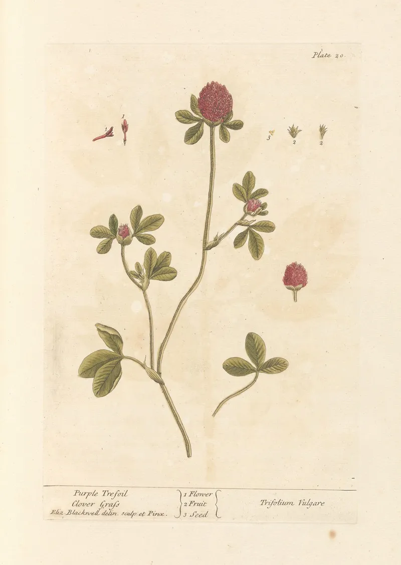 Purple Trefoil Wall Art by Elizabeth Blackwell - High-Resolution Digital Print