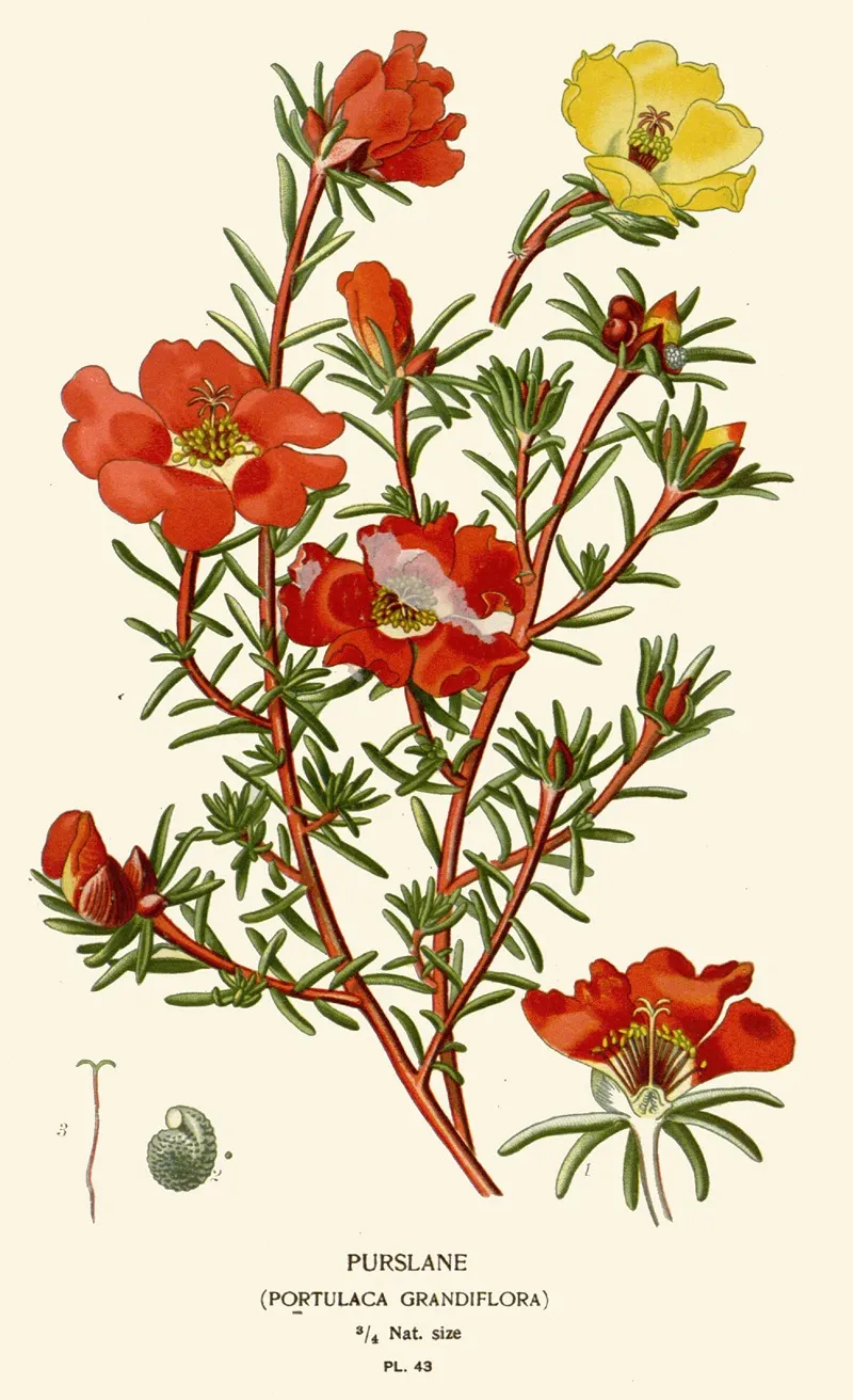 Purslane Wall Art by Edward Step - High-Resolution Digital Print