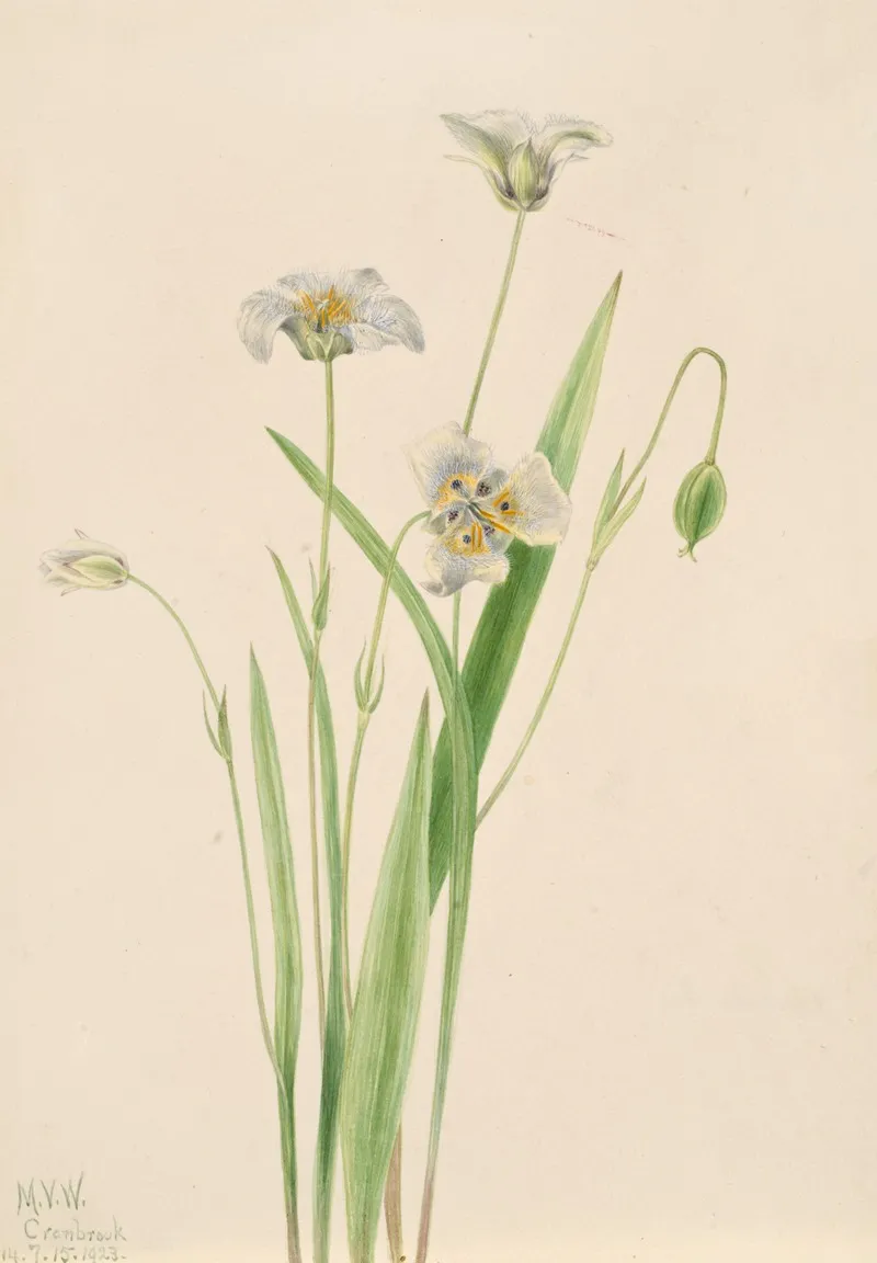 Pussy Ears Calochortus Elegans 2