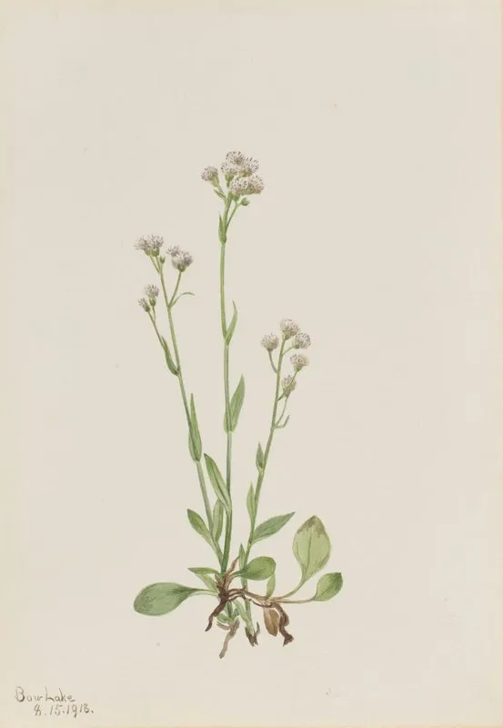 Pussy Toes Antennaria Racemosa