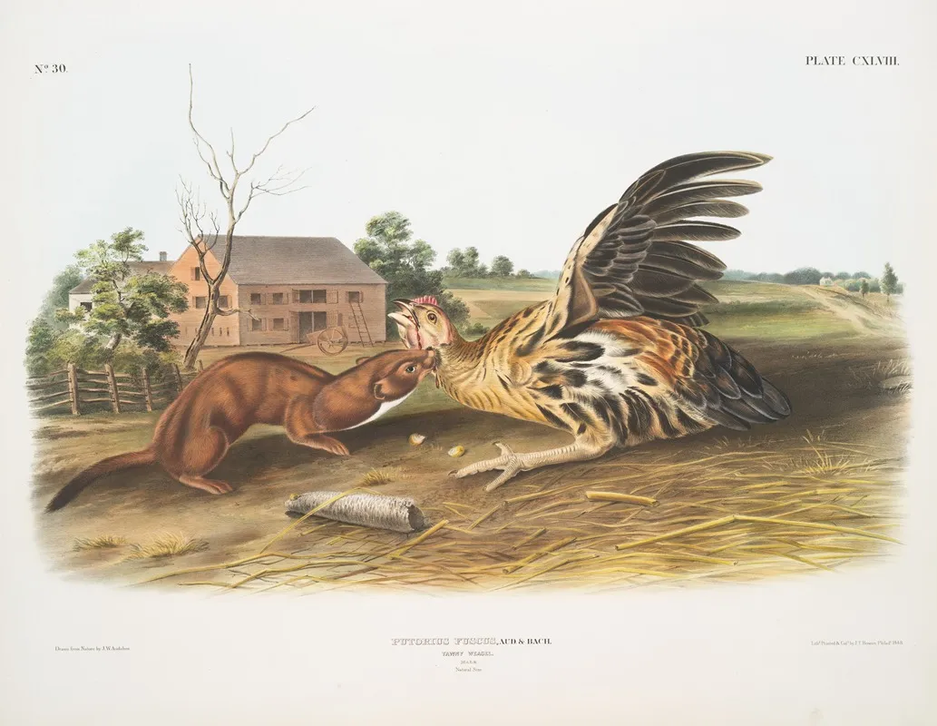 Putorius Fuscus Tawny Weasel Male Natural Size Wall Art by John Woodhouse Audubon - High-Resolution Digital Print