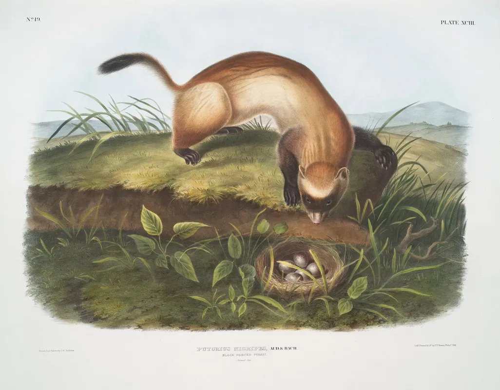 Putorius Nigripes Black Footed Ferret Natural Size Wall Art by John Woodhouse Audubon - High-Resolution Digital Print