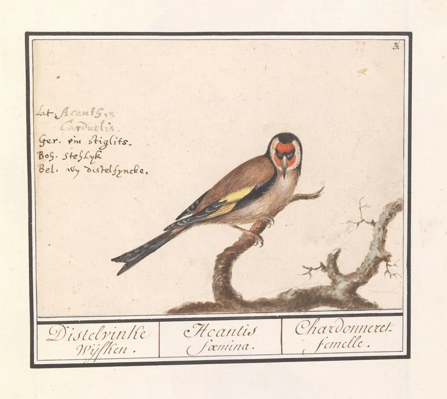 Putter Of Distelvink Carduelis Carduelis 2 Wall Art by Anselmus Boëtius de Boodt - High-Resolution Digital Print