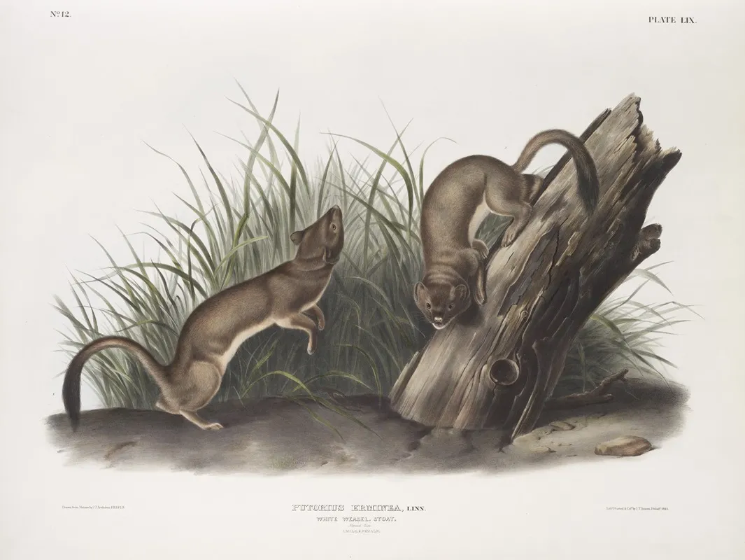 Puttorius Ermninea White Weasel Stoat Natural Size 1 Male 2 Female Wall Art by John Woodhouse Audubon - High-Resolution Digital Print