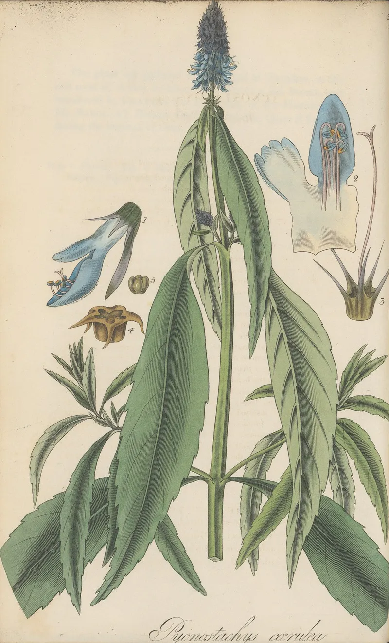 Pycnostachys Coerulea Wall Art by William Jackson Hooker - High-Resolution Digital Print