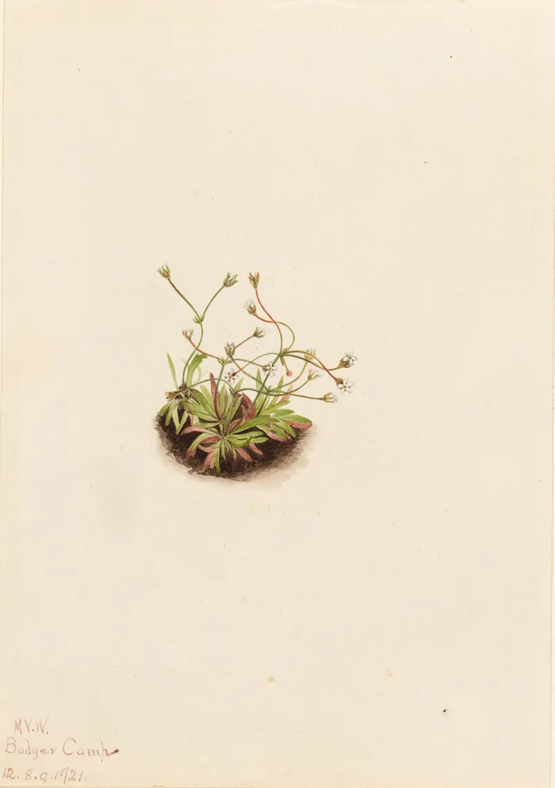 Pygmy Androsace Androsace Subumbellata 2