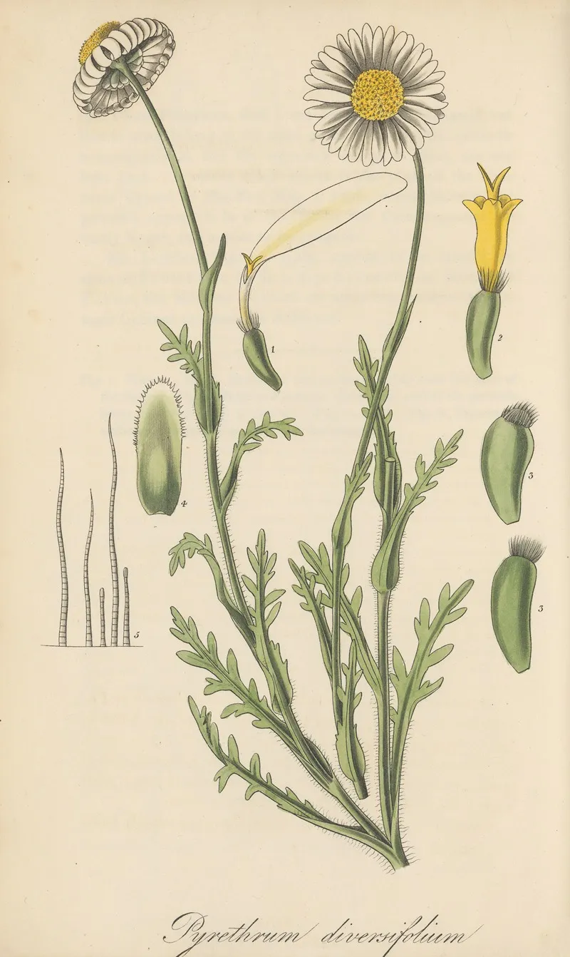 Pyrethrum Diversifolium Wall Art by William Jackson Hooker - High-Resolution Digital Print