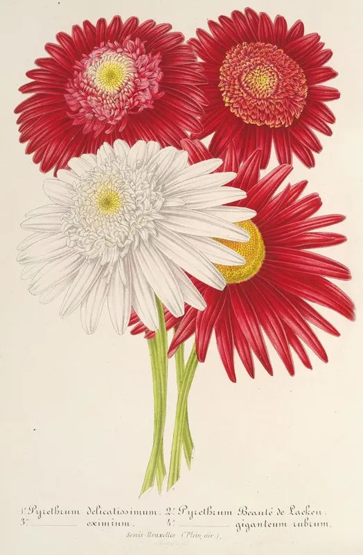 Pyrethrum Roseum Varietes Jardiniques Du Wall Art by Charles Antoine Lemaire - High-Resolution Digital Print