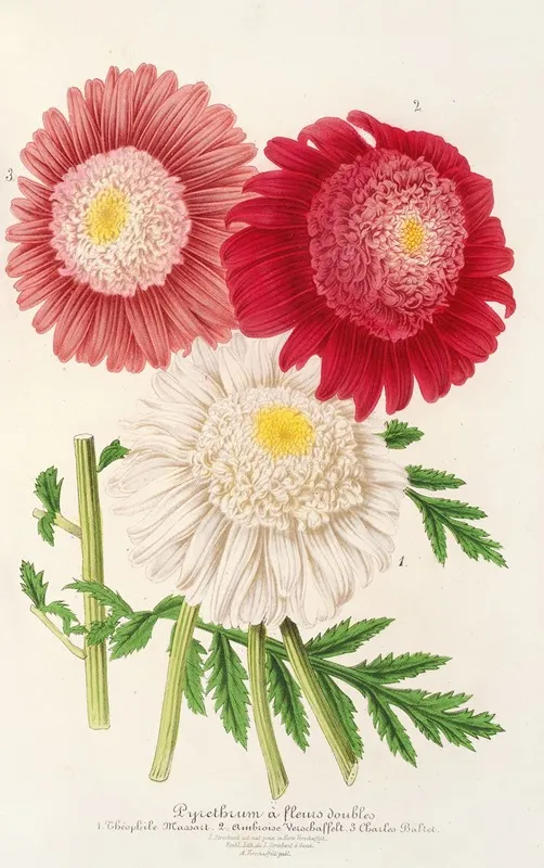 Pyrethrum Wall Art by Charles Antoine Lemaire - High-Resolution Digital Print